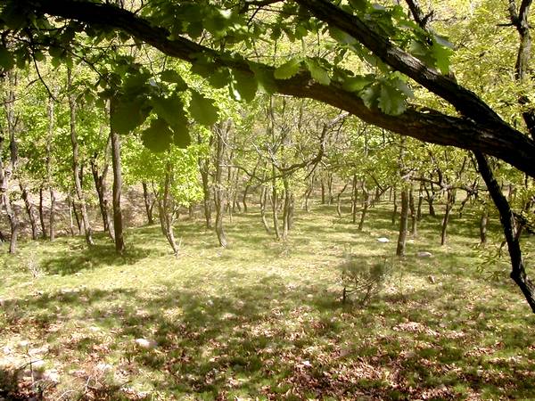 Trees and sunshine